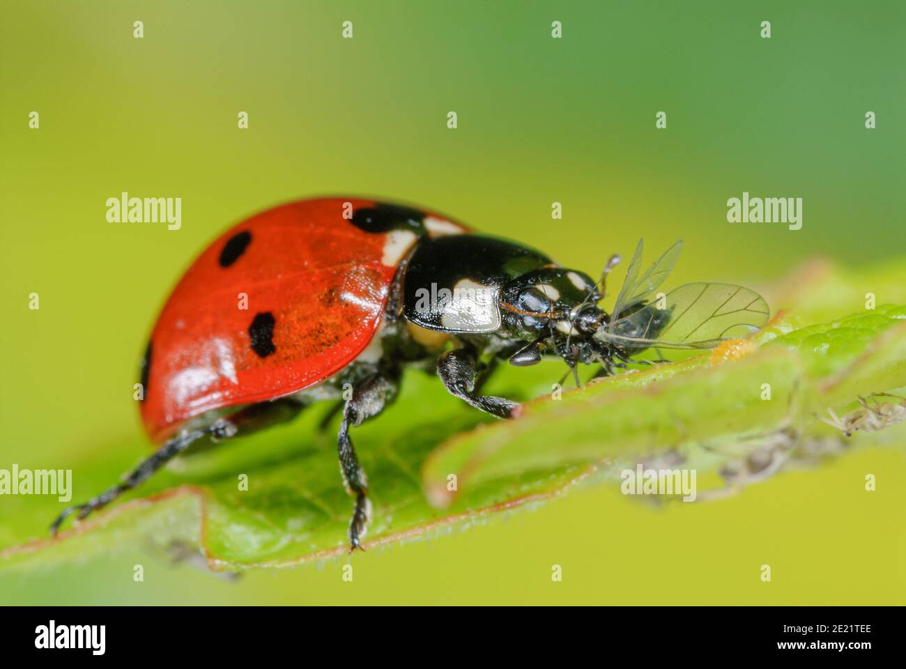 Seven-spot Ladybird mange puceron, Marienkäfer frisst Blattlaus, Siebenpunkt Marienkäfer tötet Blattlaus, Käfer frisst Schädling Banque D'Images