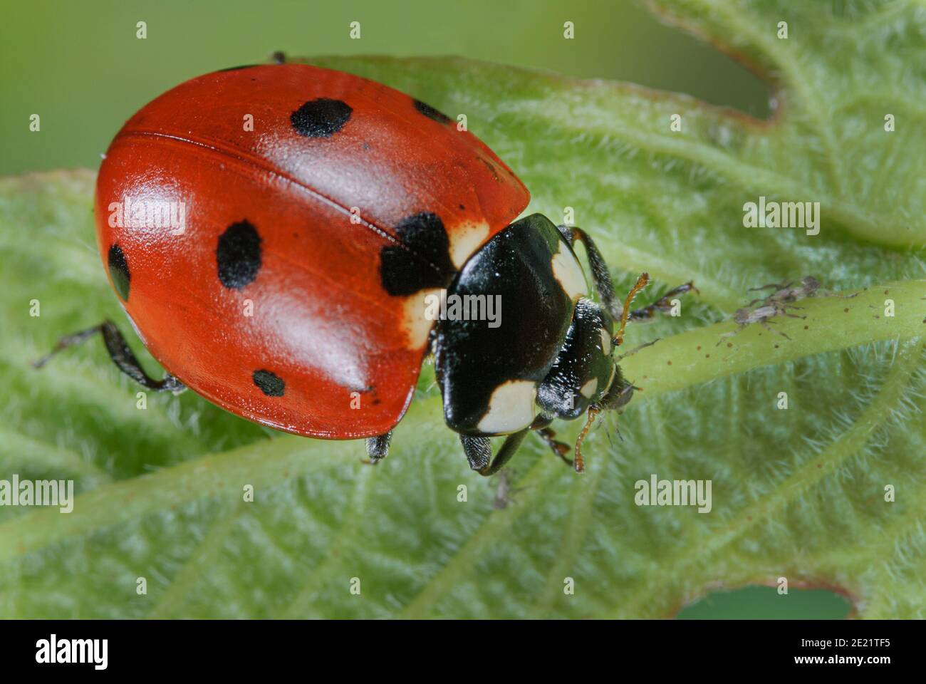 Seven-spot Ladybird mange puceron, Marienkäfer frisst Blattlaus, Siebenpunkt Marienkäfer tötet Blattlaus, Käfer frisst Schädling Banque D'Images