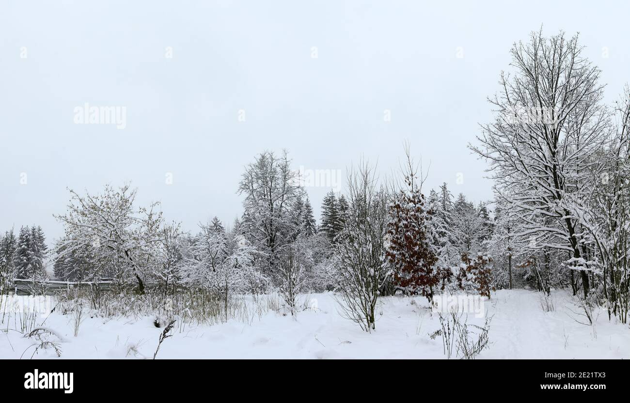 Belle vue d'hiver sur la forêt de pins couverte de neige. Minsk. Bélarus. Banque D'Images