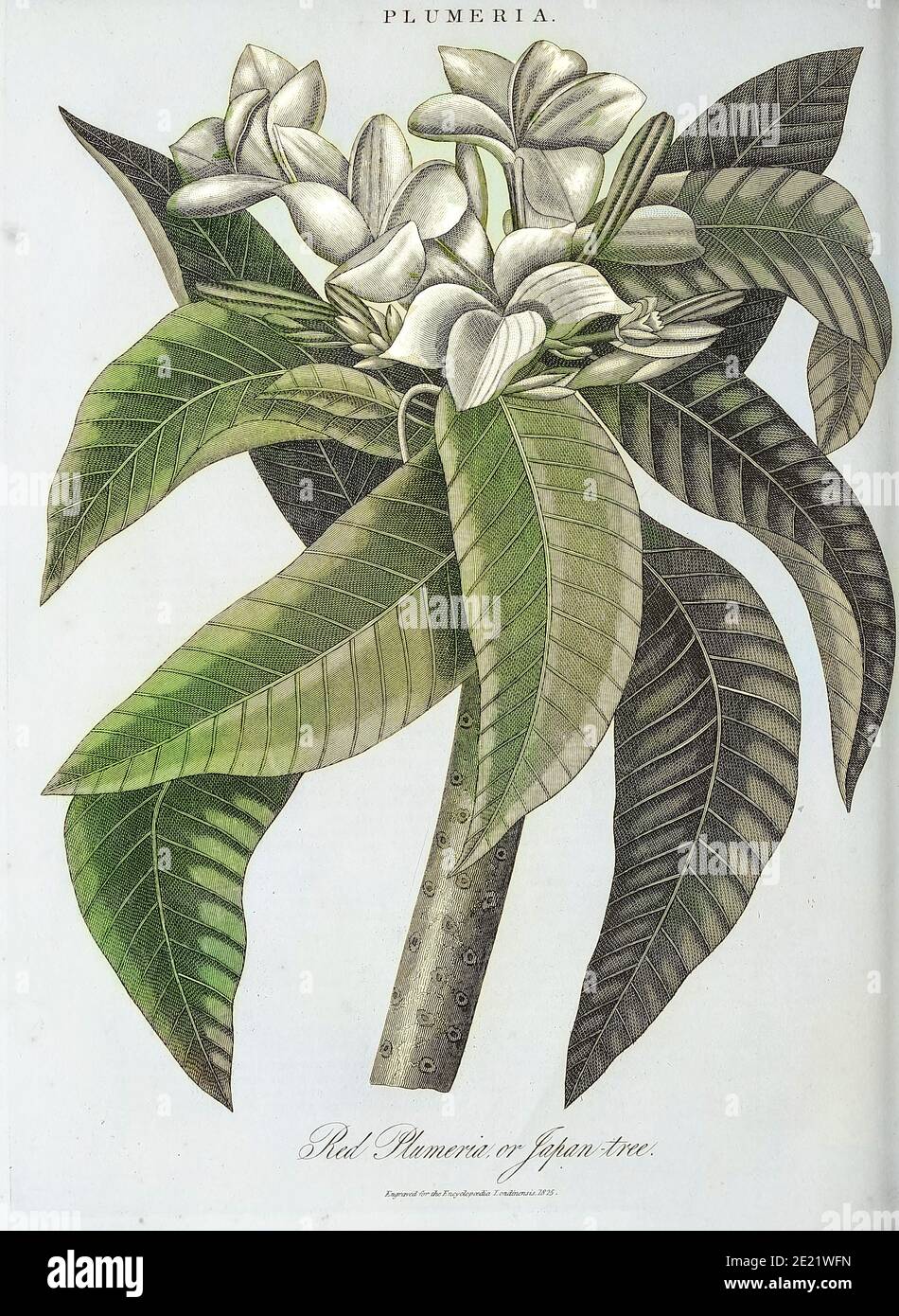 Plumeria plante colorisée par machine Plumeria est un genre de plantes à fleurs de la famille des Apocynacées. La plupart des espèces sont des arbustes à feuilles caduques ou de petits arbres. Les espèces sont diverses et endémiques au Mexique, en Amérique centrale et dans les Caraïbes, et aussi loin au sud que le Brésil et au nord que la Floride, mais sont cultivées comme des plantes ornementales cosmopolites dans les régions chaudes gravure de Copperplate de l'Encyclopensis ou, Dictionnaire universel des arts, des sciences et de la littérature; Volume XX; Édité par Wilkes, John. Publié à Londres en 1825 Banque D'Images