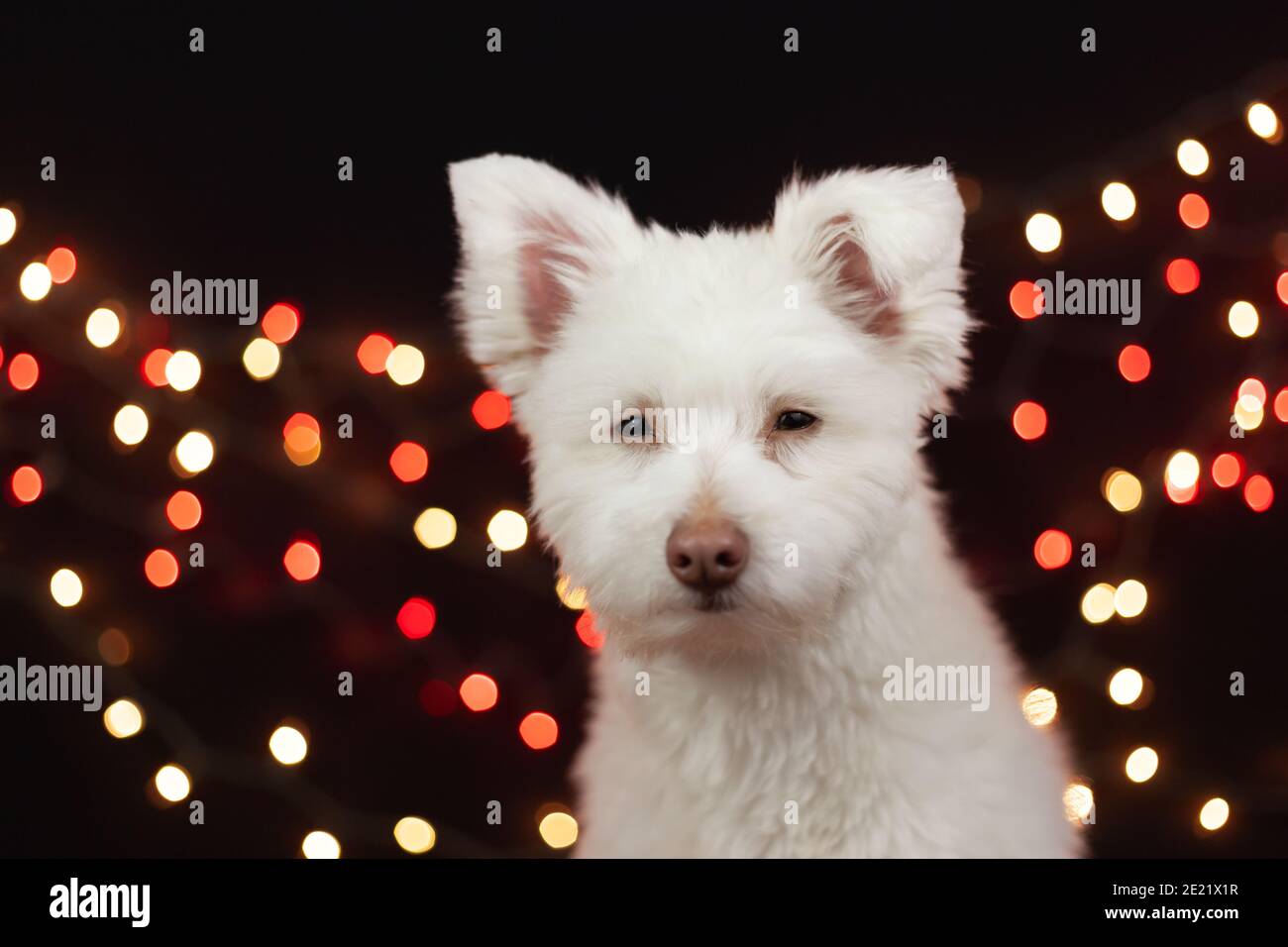 Un chien blanc, doux et grognon sur fond noir avec des lumières derrière lui. Le chien est principalement Chihuahua, Spitz japonais et Standar Banque D'Images