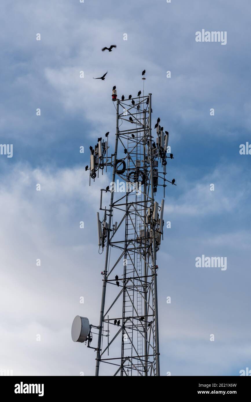 Vue sur les oiseaux noirs qui rôde sur une tour de cellules. Banque D'Images
