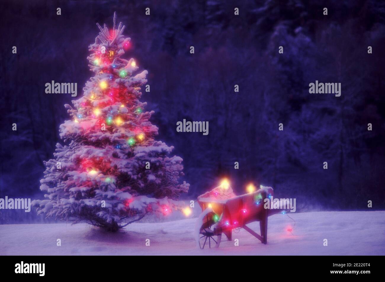 Sapin de Noël avec lumières en hiver Banque D'Images