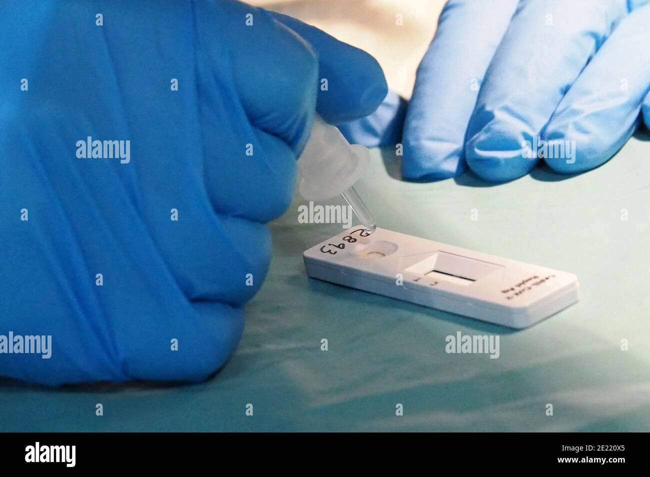 Italie, région Toscane, Arezzo, 09 janvier 2021 : les travailleurs médicaux font l'écouvillon de test Covid-19. Testé dans le cadre de la projection centrale de la Croix-Rouge italienne pour Covid-19, Banque D'Images