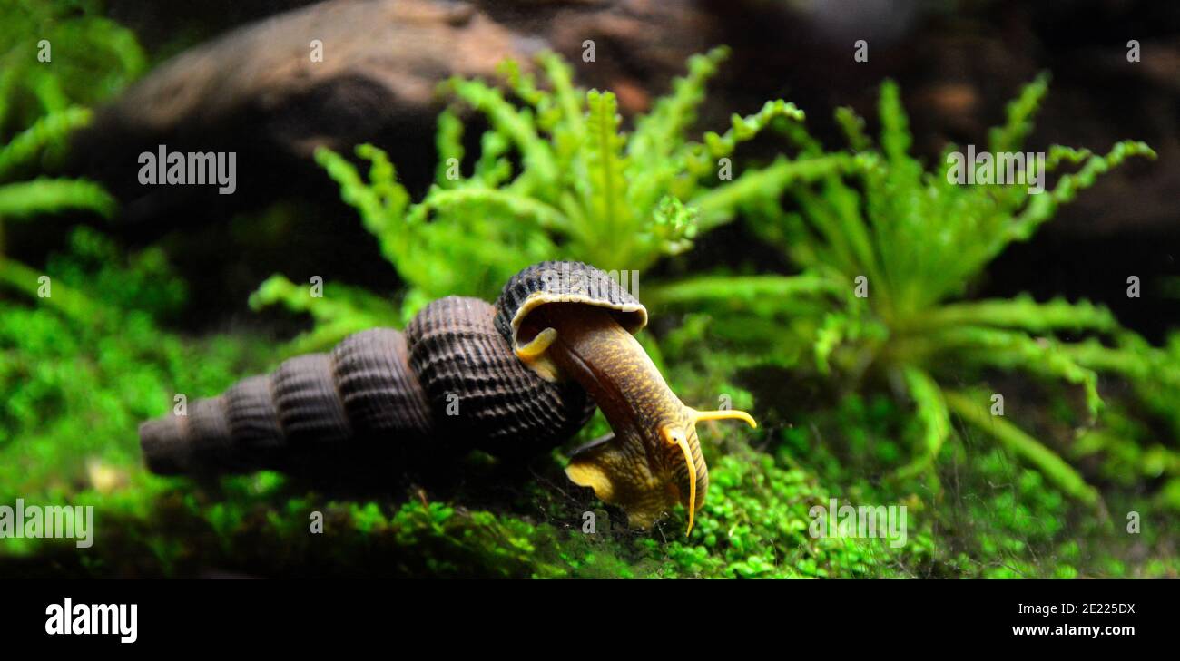 Poisson Escargot Banque D Image Et Photos Alamy Poisson Escargot Banque D Image Et Photos Alamy