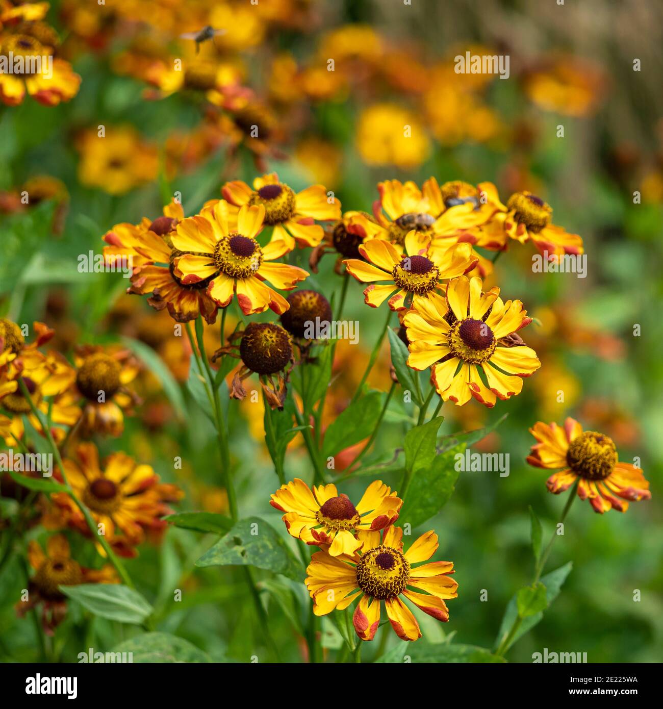 Jolie beauté dorée Helenium Moerheim éternuez des fleurs dans un jardin Banque D'Images