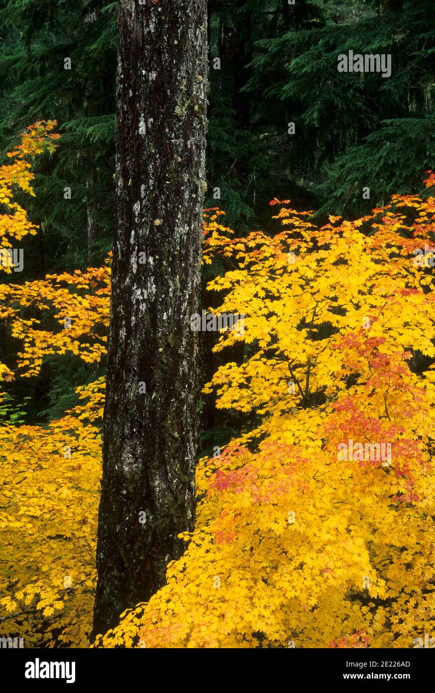 Érable à l'automne (Acer circinatum) sur le sentier de loisirs national de Breitenbush gorge, Willamette National Forest, Oregon Banque D'Images