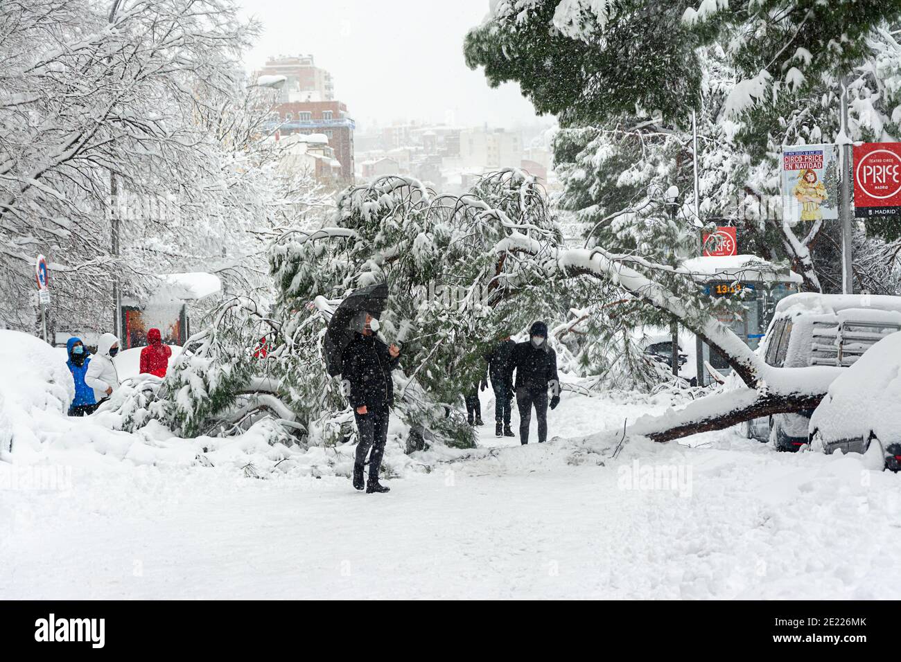 Madrid, Espagne, 01.09.2021, rue enneigée Segovia, arbre tombant dans le centre de Madrid, il neige, la tempête Filomena Banque D'Images