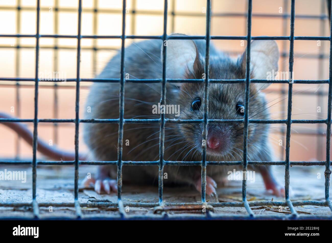 une petite souris de maison s'est attrapée dans une vie piéger pendant la recherche de nourriture Banque D'Images