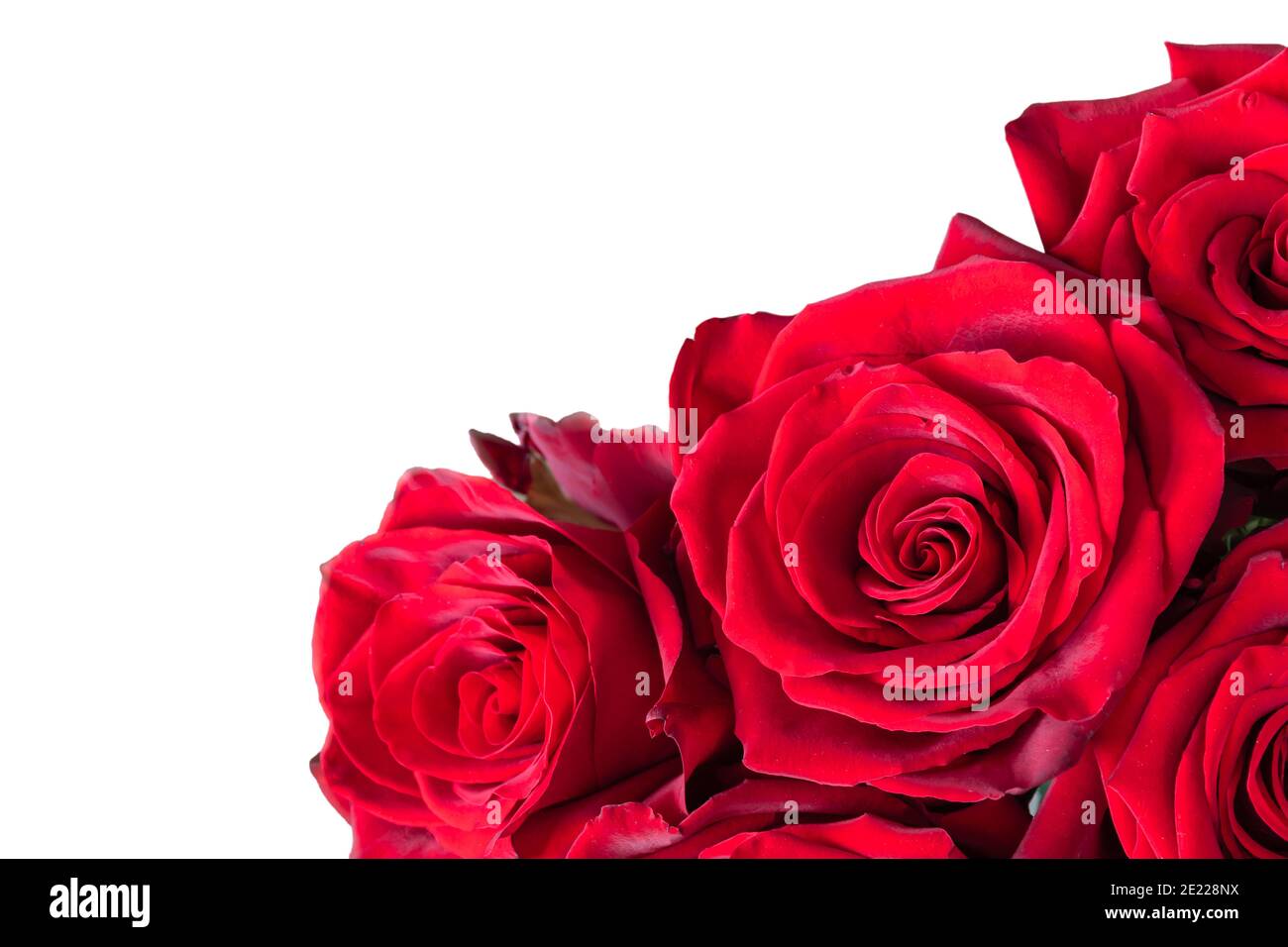 Roses rouges de Saint-Valentin isolées sur blanc. Cadeau floral pour la Saint-Valentin. Banque D'Images