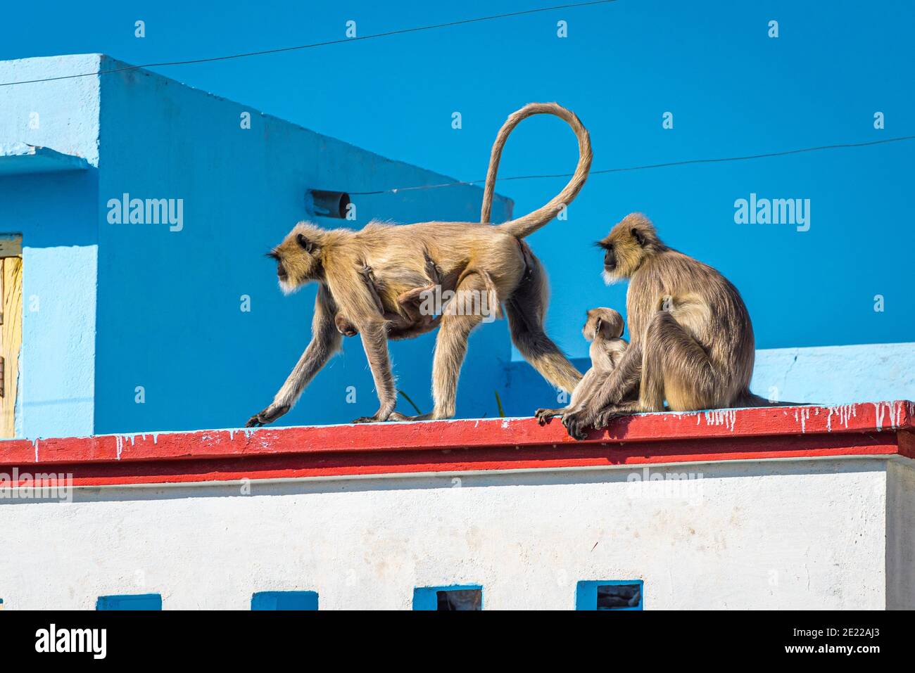 Animaux sauvages dans la ville en Inde: Deux femelles de langur gris (Semnopithecus dussumieri) avec des bébés de singe envahissent un toit à Udaipur. Banque D'Images