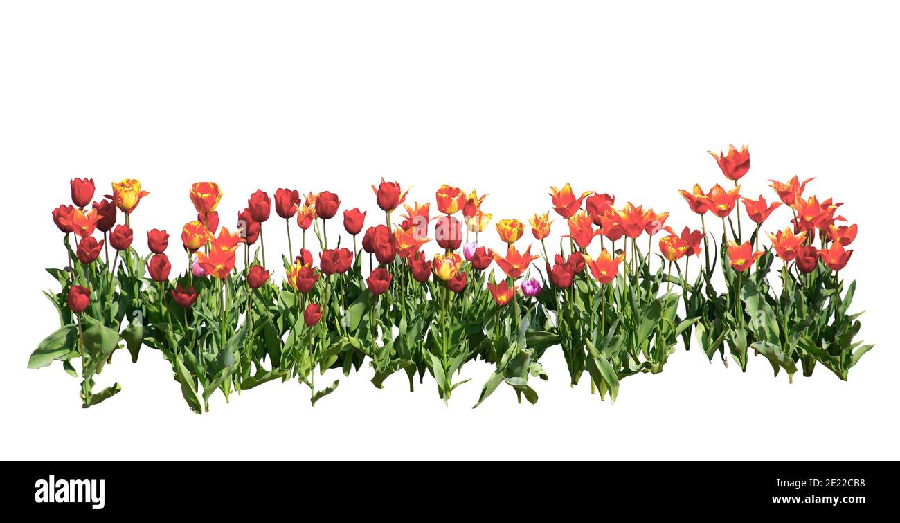 Rangée de tulipes rouges et orange isolée sur fond blanc. Banque D'Images