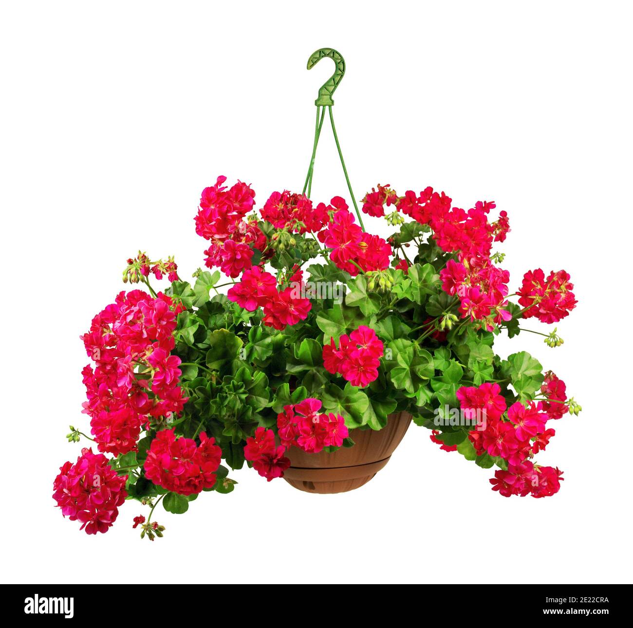 Branche de géranium rouge, isolée sur fond blanc. Banque D'Images