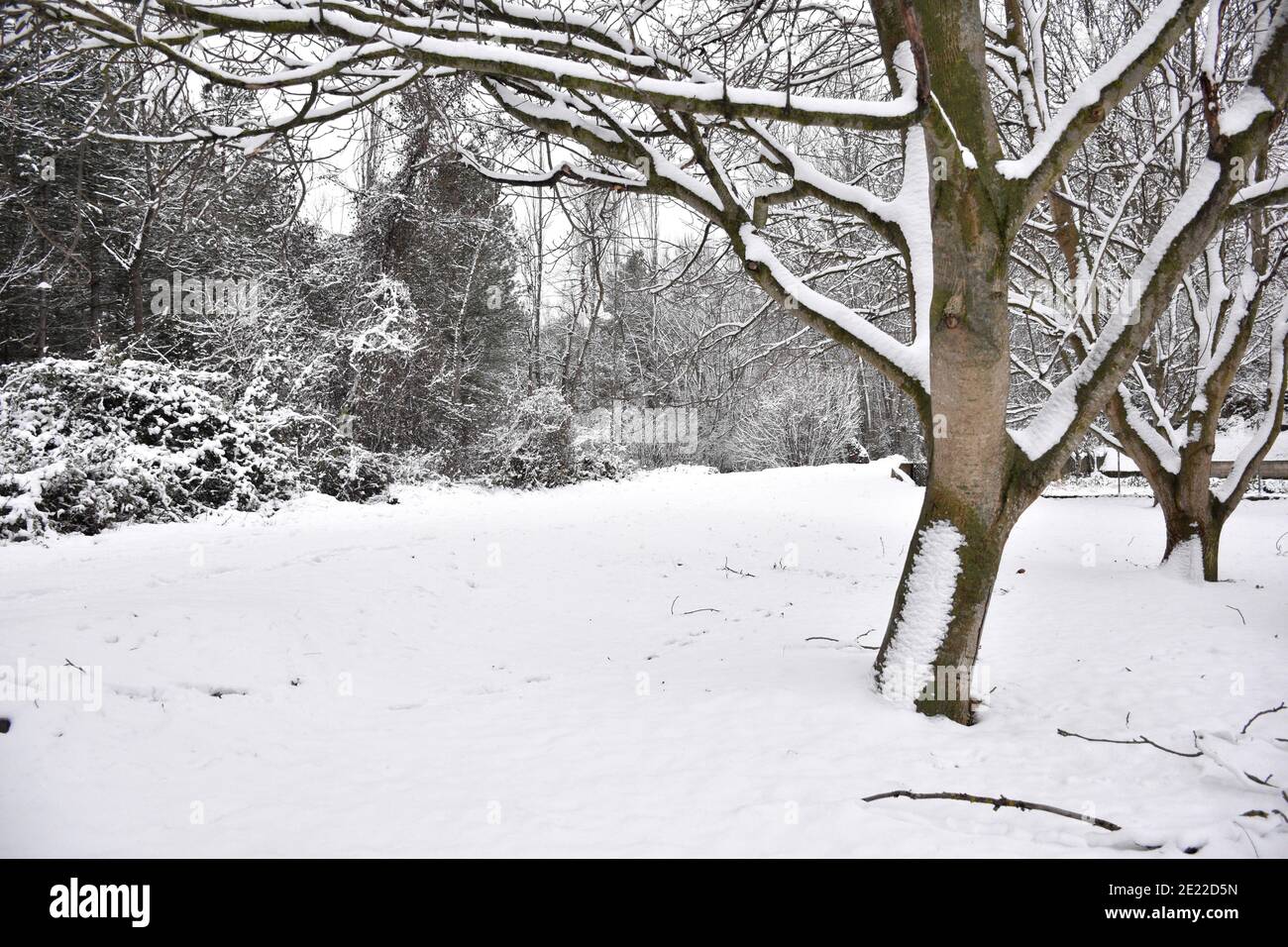 Champ de noyers à côté de la route de campagne enneigée. Effets de la tempête de neige appelée Filomena à la Rioja. Banque D'Images