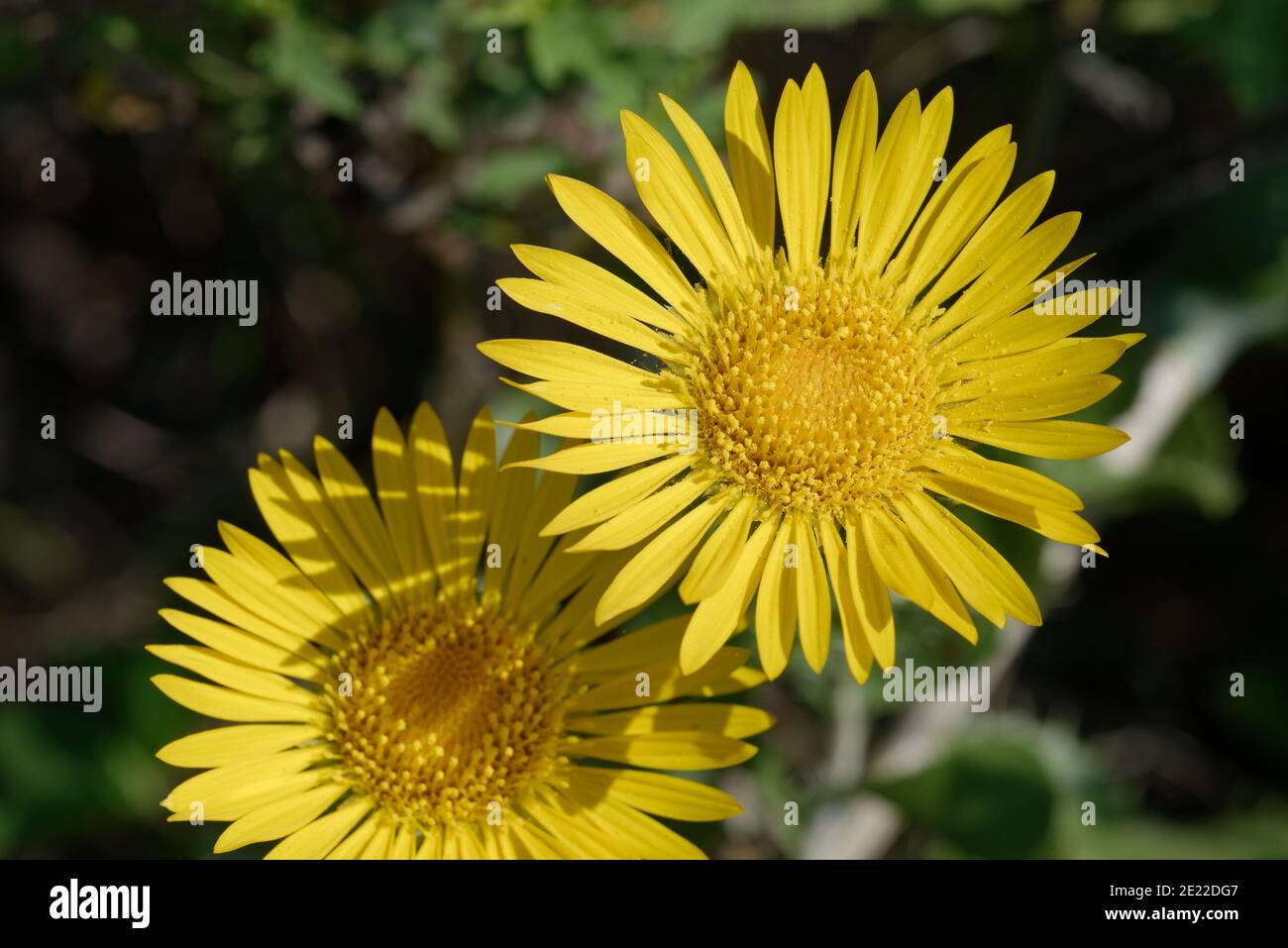 Scie-feuille Daisy Banque D'Images