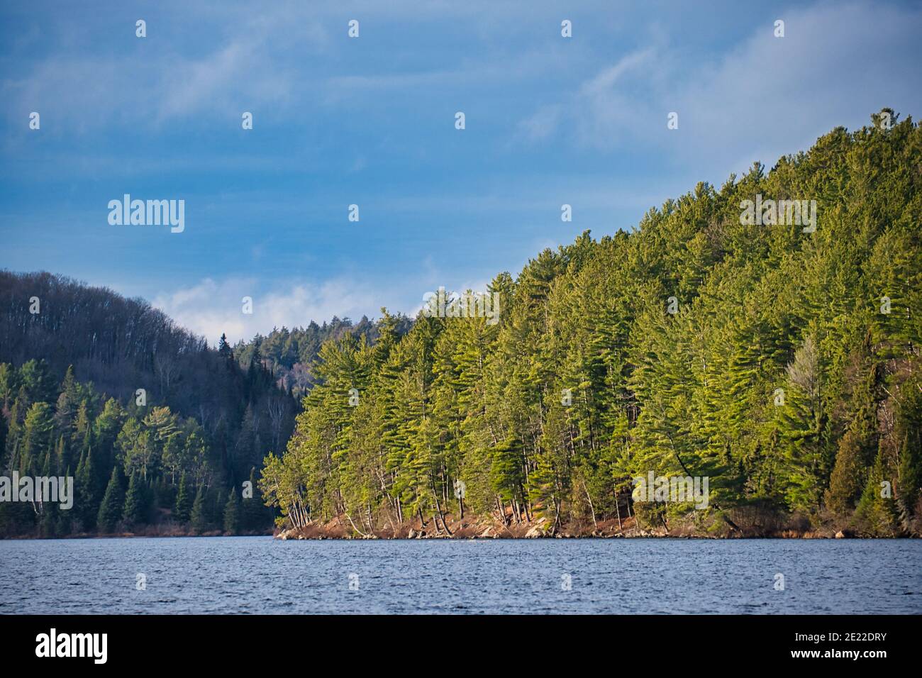 À la fin de l'automne, les arbres à feuilles persistantes couvrent les terres rocheuses jusqu'au bord du lac Opeongo, à l'embouchure de la baie Sproule, dans le parc Algonquin, Ontario, Canada. Banque D'Images