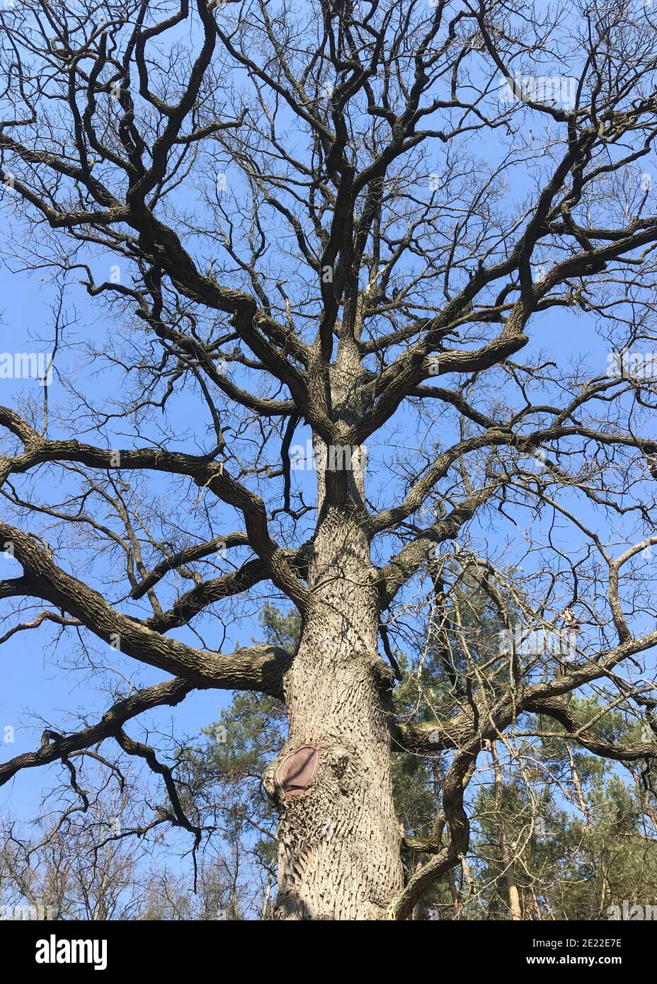 Silhouette d'un chêne sans feuilles, branches noires et tronc d'un grand arbre ancien contre un ciel bleu vif. Tir vertical. Banque D'Images