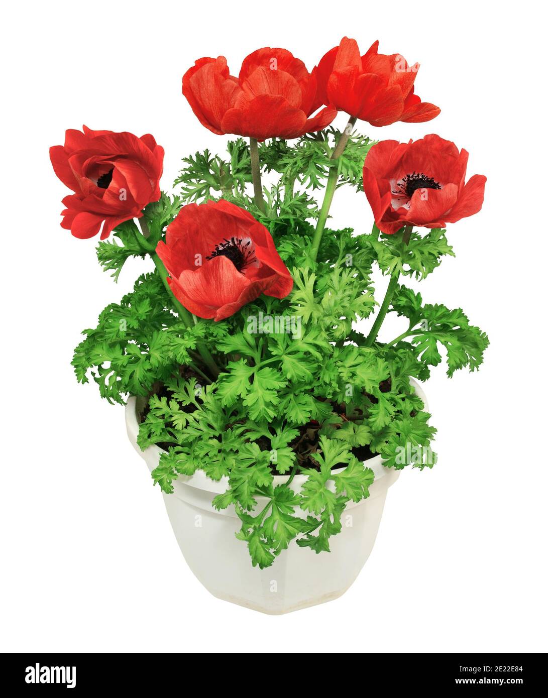 Anemone flower pot Banque de photographies et d'images à haute résolution -  Alamy