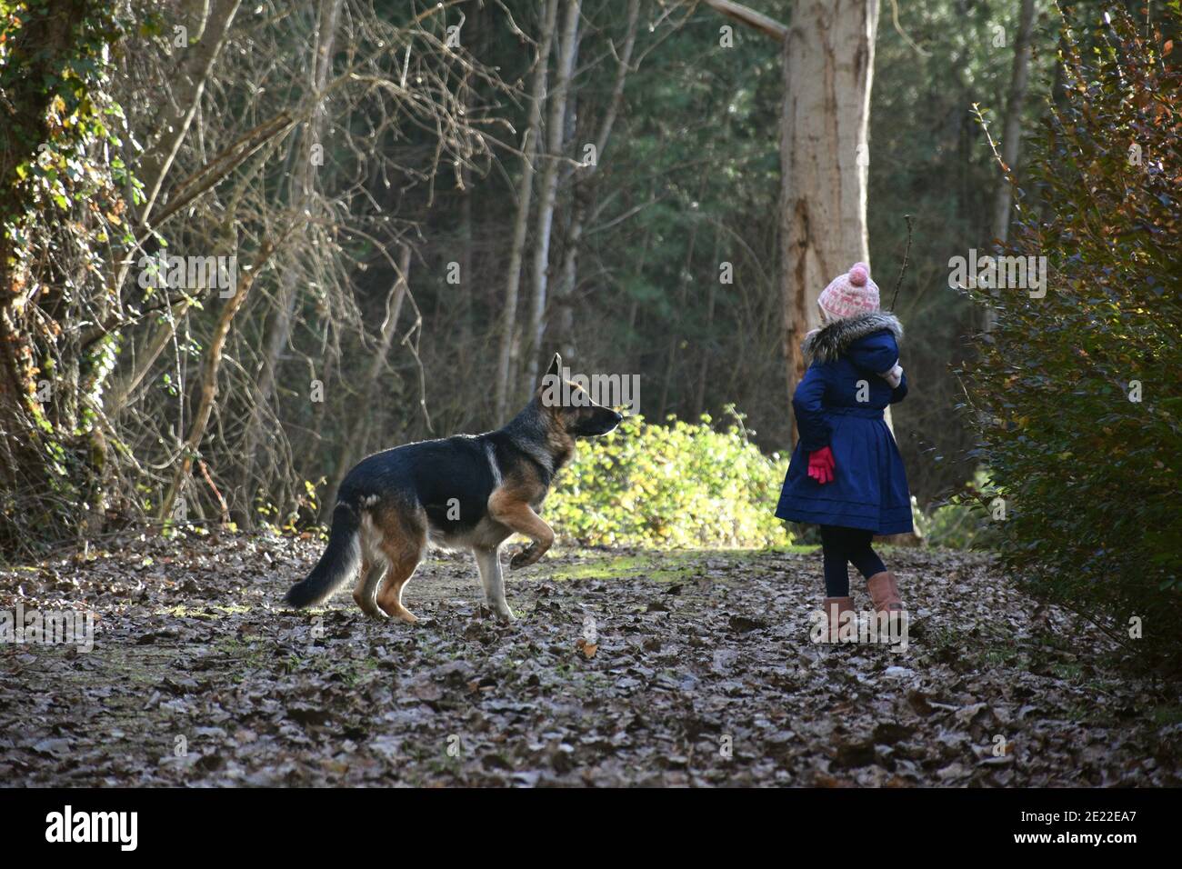 Fille de cinq ans jouant avec le berger allemand sur un chemin rempli de feuilles mortes. Fille jouant avec le Berger allemand. Banque D'Images