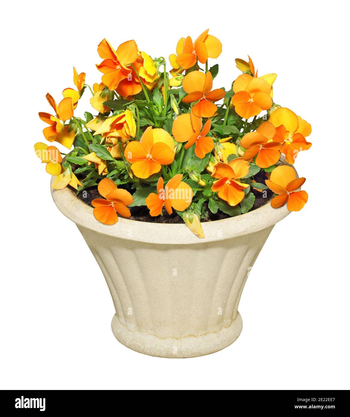 Pansies jaunes dans un pot en pierre, isolé sur fond blanc. Banque D'Images