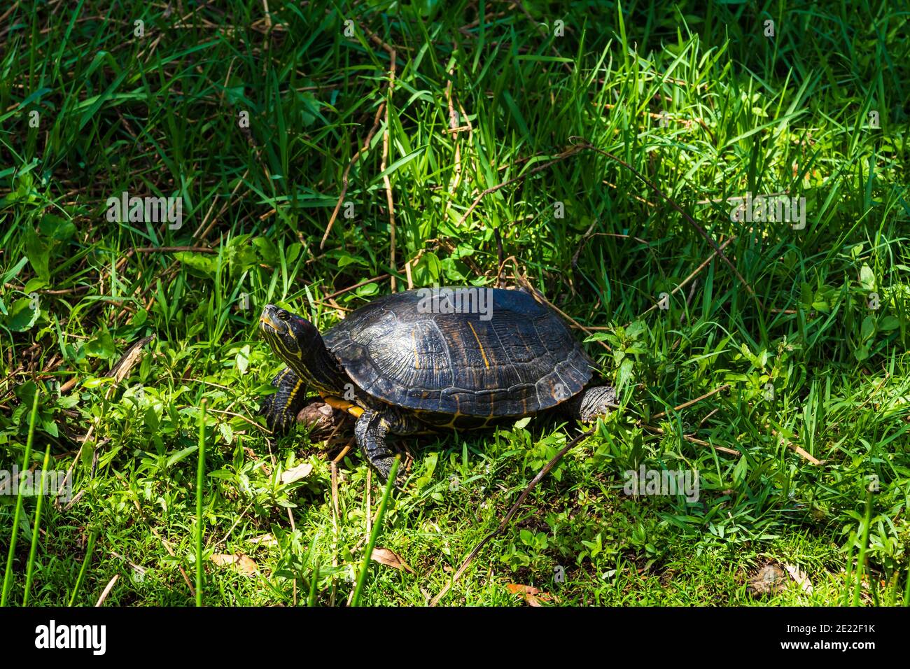 Une tortue de poulet de Floride fait son chemin à travers l'herbe À un étang à proximité dans la chaleur de Floride Banque D'Images