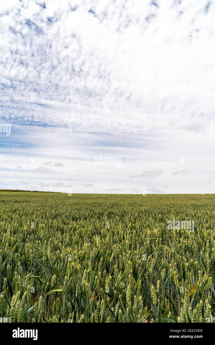 Vue à angle bas de la récolte de céréales d'orge verte, alimentation s'étendant à l'horizon un jour d'été avec ciel bleu et blanc nuageux au-dessus. Banque D'Images