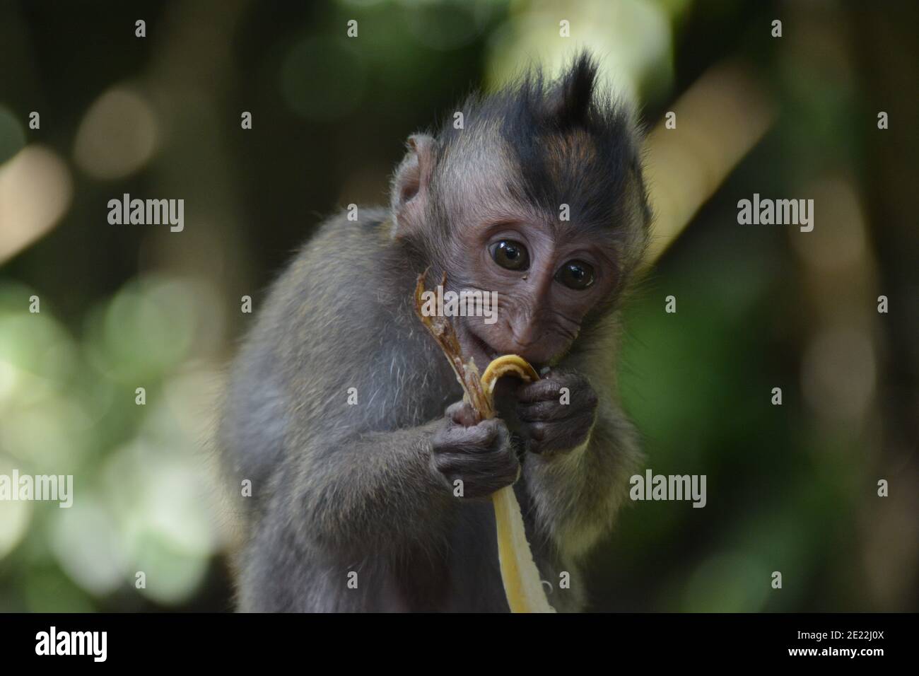 Un singe macaque sauvage dans le peeling et manger un petit bouquet de bananes mûres dans la forêt de singes sacrés à Ubud Bali. Banque D'Images