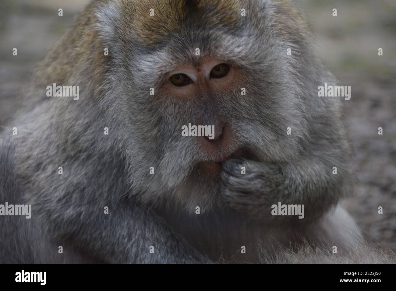 Les singes macaques à longue queue se promènent en liberté parmi les balinais temples hindous de la forêt sacrée Ubud à Bali, Indonésie. Banque D'Images