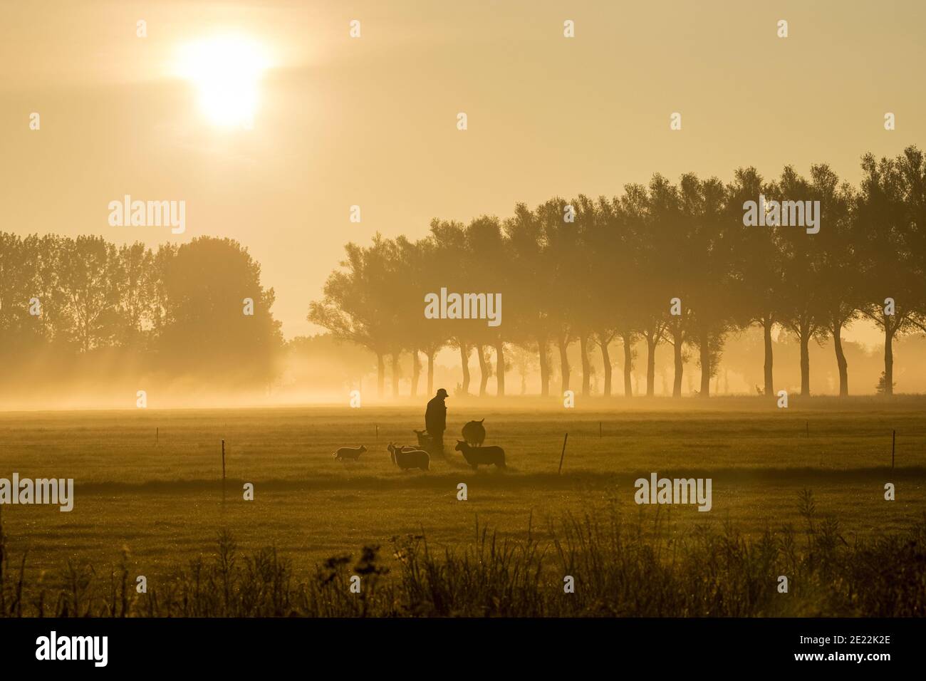 Shepherd / fermier avec des moutons dans la prairie en début de matinée brume silhouetté contre le lever du soleil, Gelderland, pays-Bas Banque D'Images