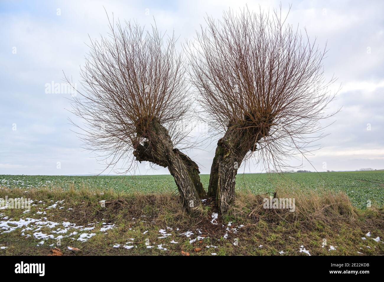 Vieux saule de pollard brisé en deux moitiés, les deux côtés continuent de croître, l'endurance dans la nature, l'espace de copie, le foyer sélectionné Banque D'Images