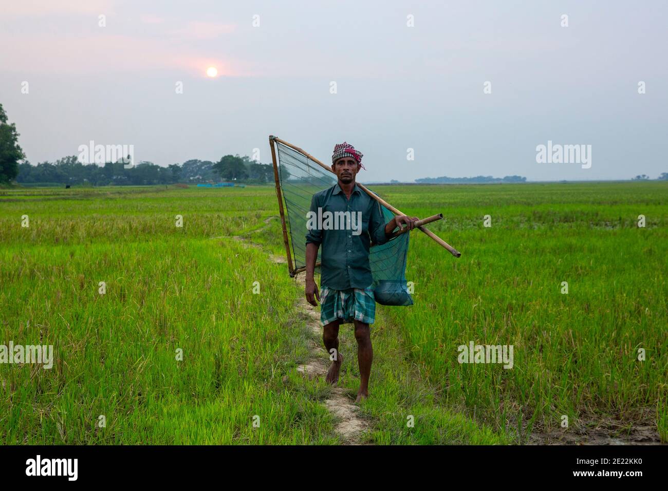 Un pêcheur rentre chez lui par un rizières après avoir pêché, Brahmanbaria, au Bangladesh. Banque D'Images