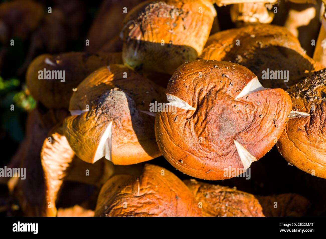 Champignon et champignon de Shitake dans la nature, comestible Banque D'Images