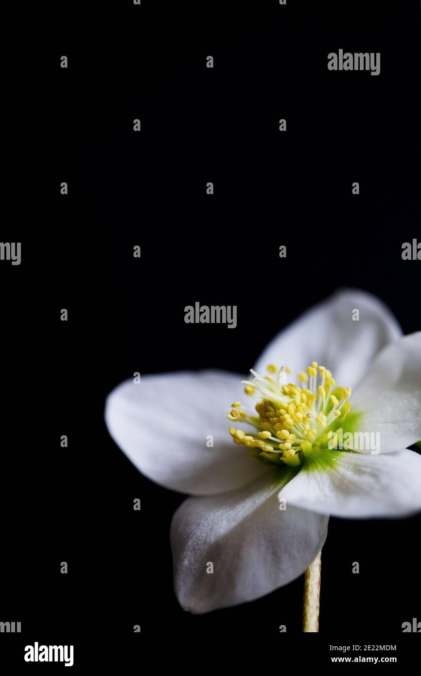 Gros plan de hellebore en fleur sur fond noir Banque D'Images
