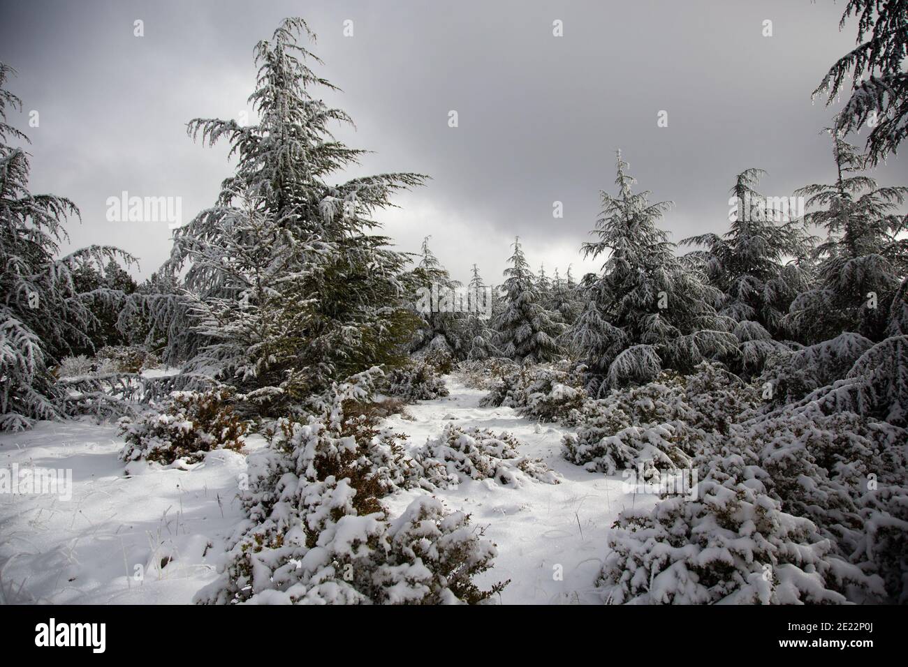 Scènes d'hiver dans les montagnes de Provence, France. Banque D'Images
