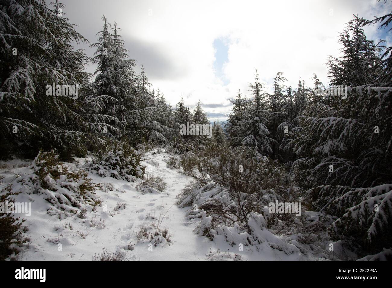 Scènes d'hiver dans les montagnes de Provence, France. Banque D'Images