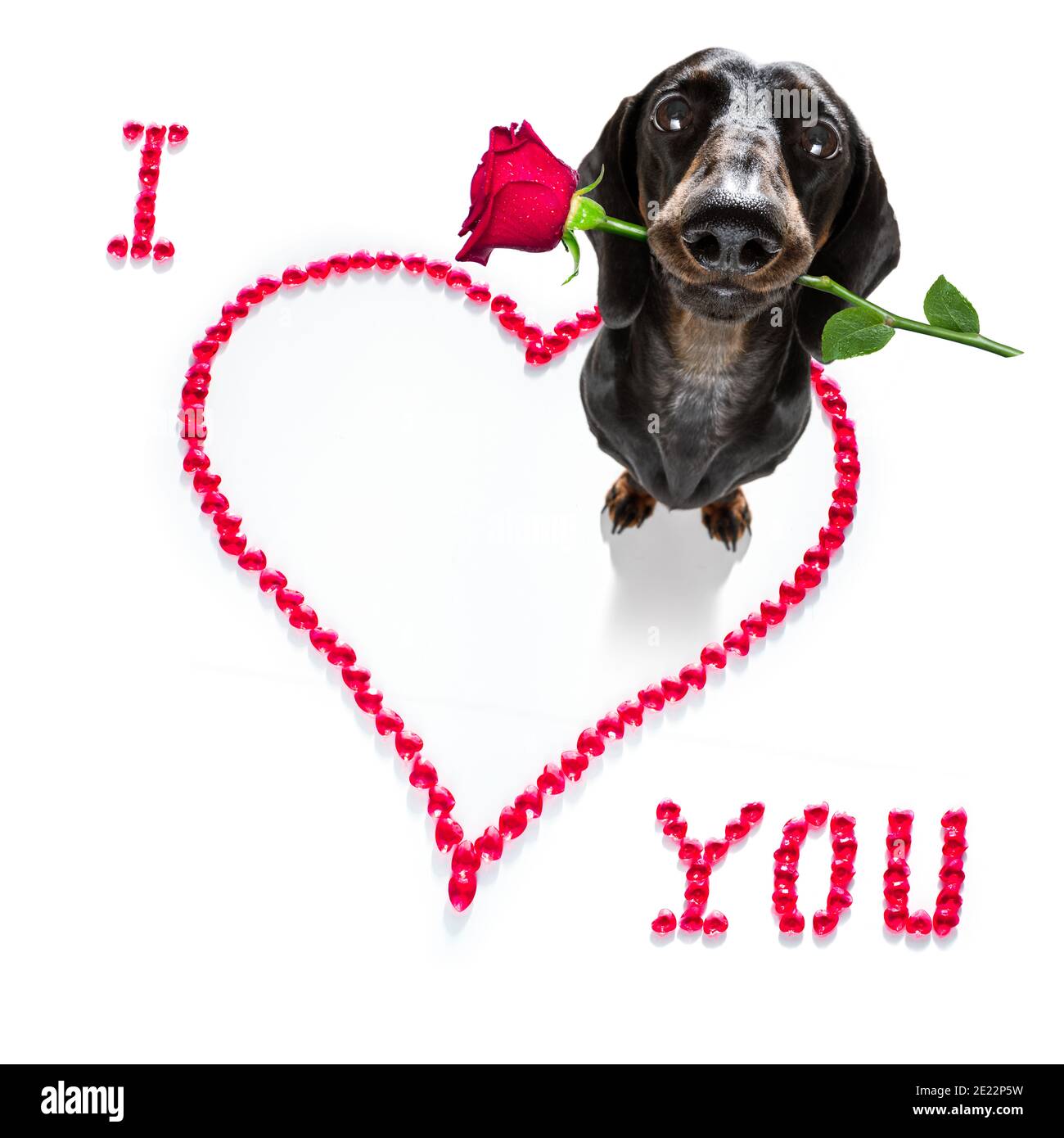 Saucisse de dachshund chien sur les valentines amour de forme de coeur avec moi j'aime que vous signez comme arrière-plan isolé sur blanc Banque D'Images