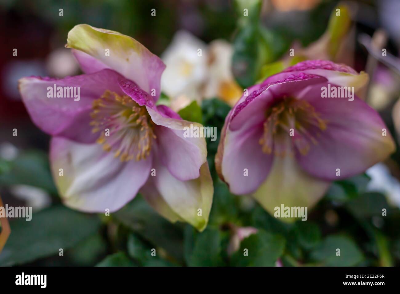 Gros plan de Helleborus orientalis deux têtes de fleurs de la Rose Lenten Banque D'Images