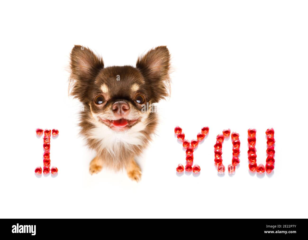 chien chihuahua sur les valentines aiment la forme de coeur avec j'aime vous signez comme arrière-plan isolé sur blanc Banque D'Images