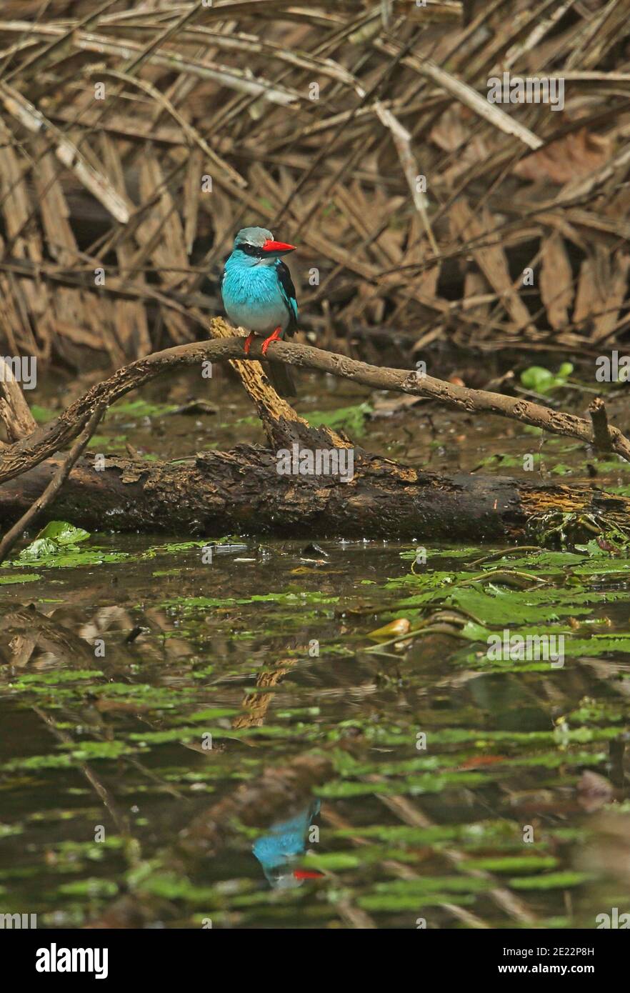 Kingfisher croisé (Halcyon malimbica forbesi) adulte perché sur la branche au-dessus de l'eau avec réflexion Ankasa Reserve, Ghana Fév Banque D'Images