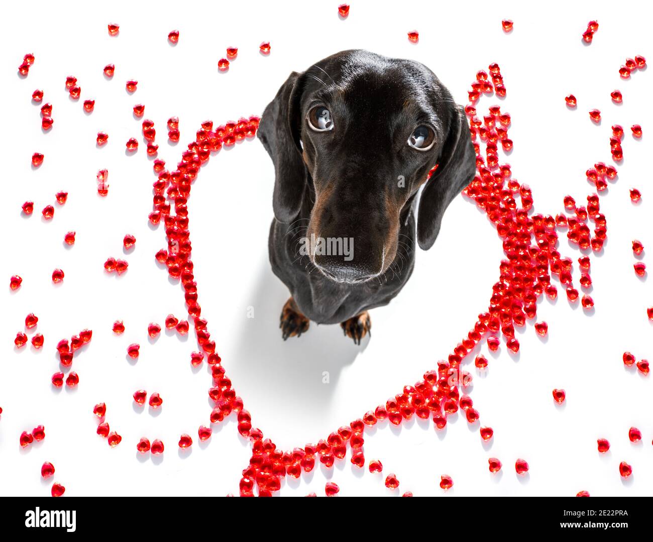 Saucisse de dachshund chien sur les valentines amour de forme de coeur avec moi j'aime que vous signez comme arrière-plan isolé sur blanc Banque D'Images