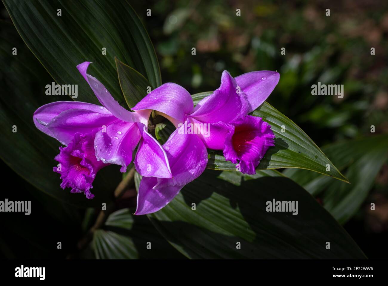 Image d'orchidée terrestre de couleur violette de sobralia prise au Panama Banque D'Images
