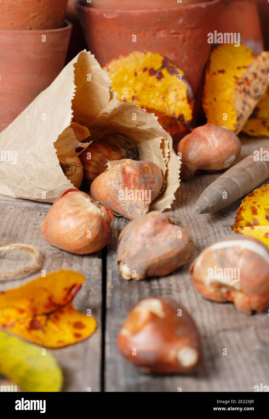 Tulipa - bulbes de tulipes. Bulbes de tulipe à fleurs printanières sur un banc de potage prêt pour la plantation en automne. ROYAUME-UNI Banque D'Images