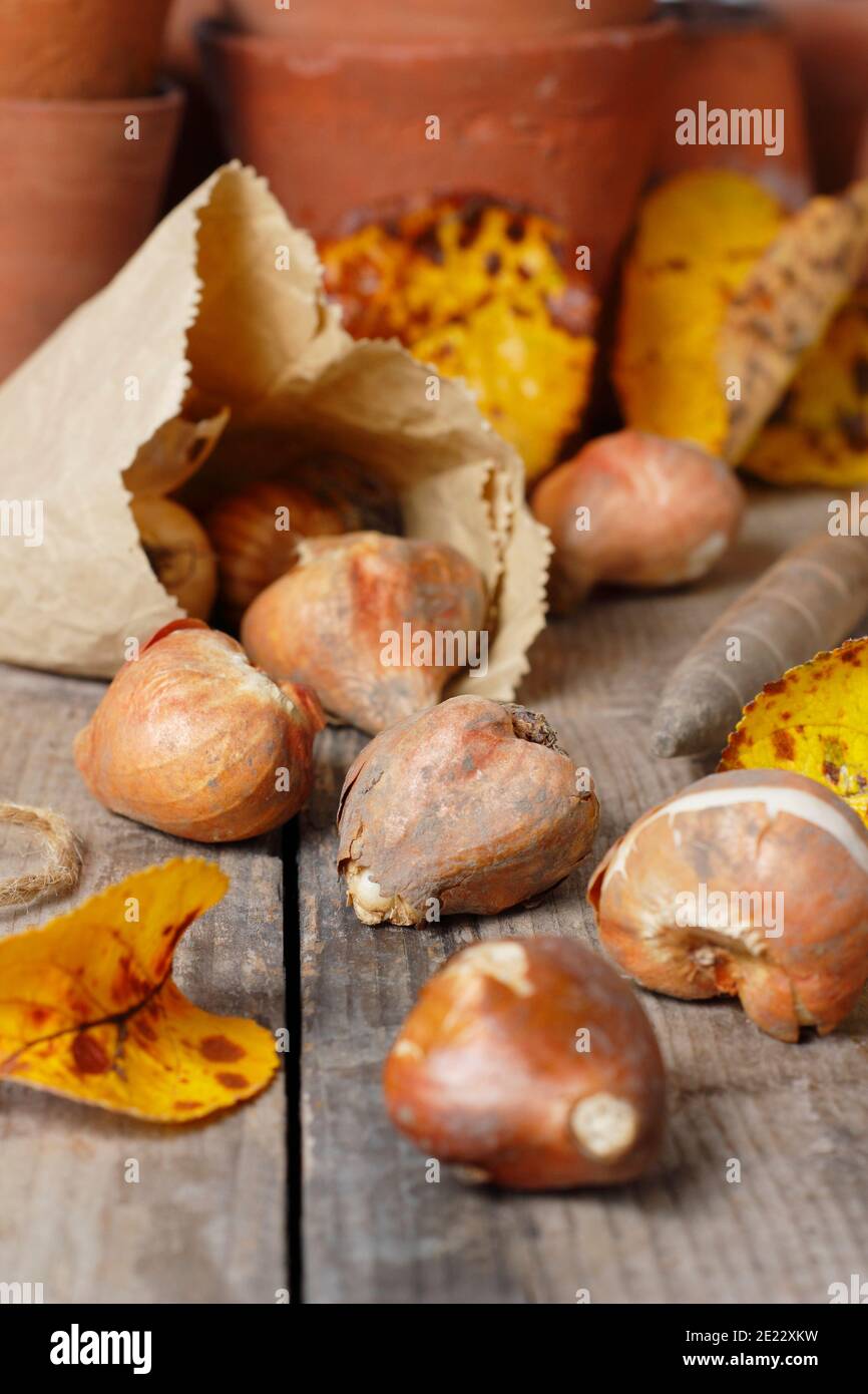 Tulipa - bulbes de tulipes. Bulbes de tulipe à fleurs printanières sur un banc de potage prêt pour la plantation en automne. ROYAUME-UNI Banque D'Images