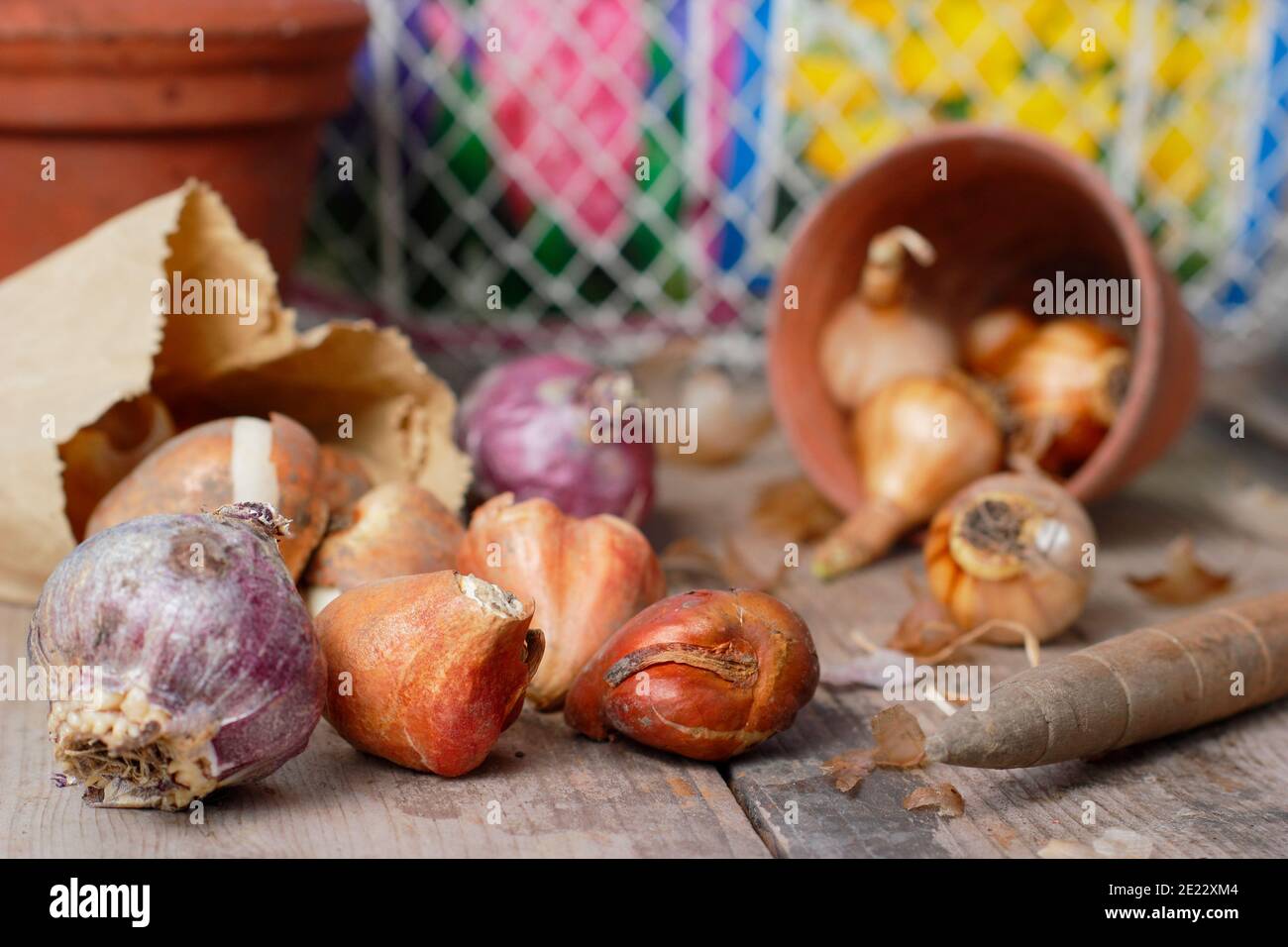 Bulbes d'automne. Bulbes à floraison printanière sur banc de rempotage, y compris les bulbes de jacinthe, de tulipe et de narcisse en automne. ROYAUME-UNI Banque D'Images