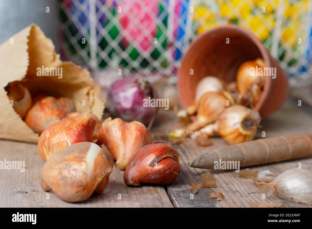 Bulbes d'automne. Bulbes à floraison printanière sur banc de rempotage, y compris les bulbes de jacinthe, de tulipe et de narcisse en automne. ROYAUME-UNI Banque D'Images