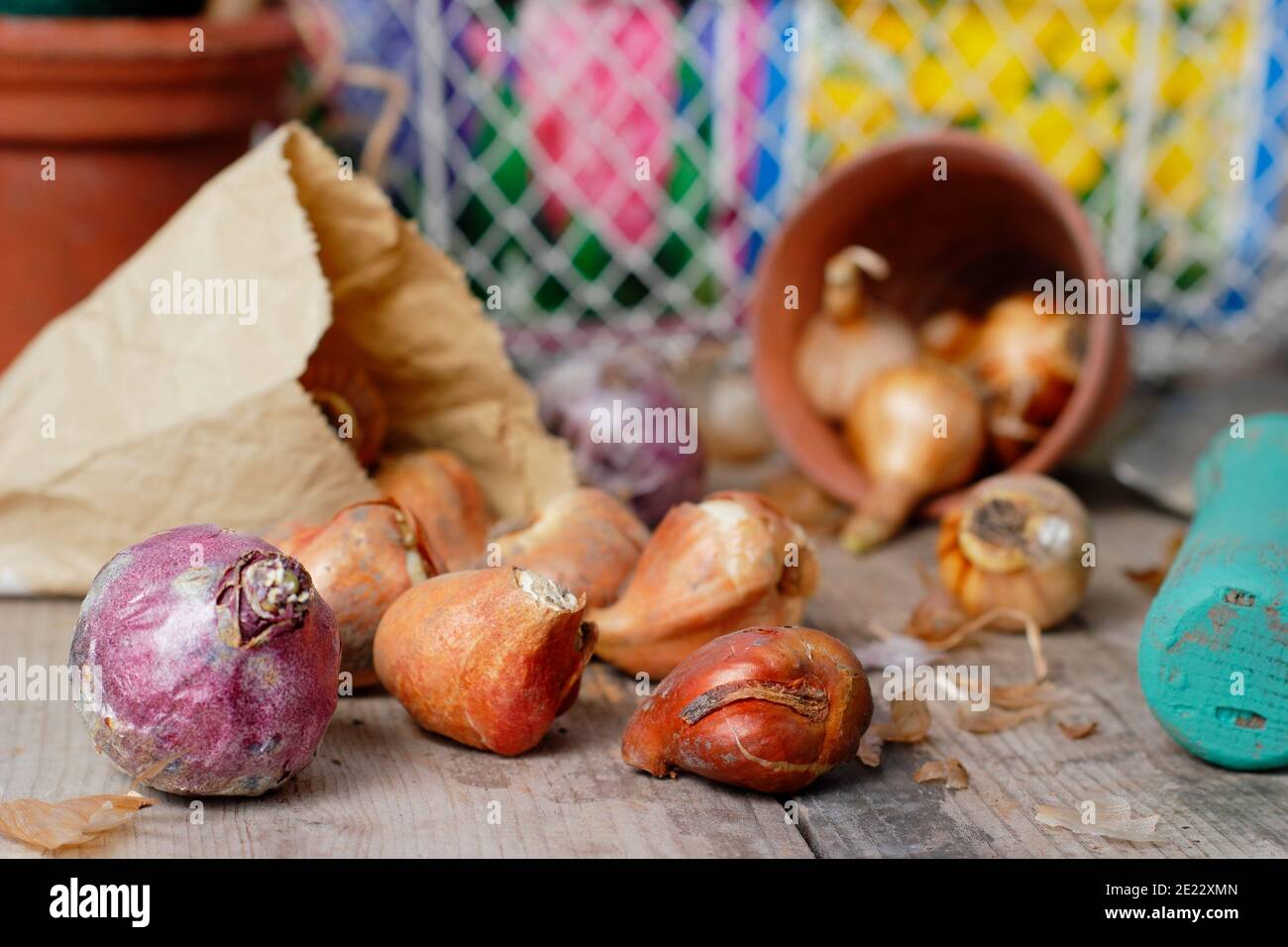 Bulbes d'automne. Bulbes à floraison printanière sur banc de rempotage, y compris les bulbes de jacinthe, de tulipe et de narcisse en automne. ROYAUME-UNI Banque D'Images