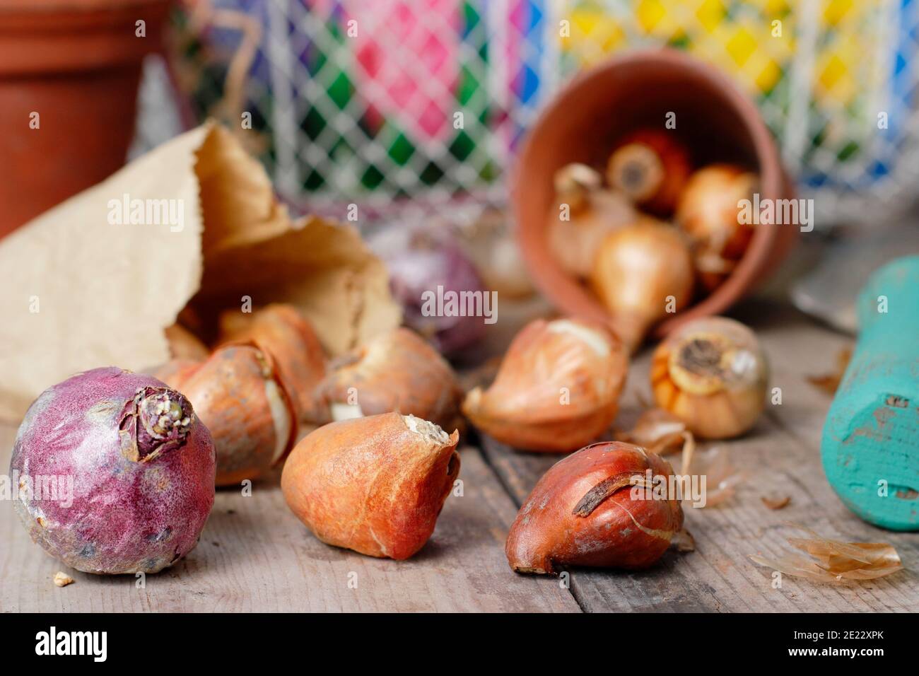 Bulbes d'automne. Bulbes à floraison printanière sur banc de rempotage, y compris les bulbes de jacinthe, de tulipe et de narcisse en automne. ROYAUME-UNI Banque D'Images