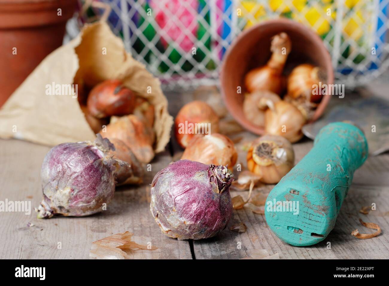 Ampoules à ressort sur banc d'enrobage. Jacinthe, tulipe et bulbes de narcisse prêts pour la plantation en automne. ROYAUME-UNI Banque D'Images