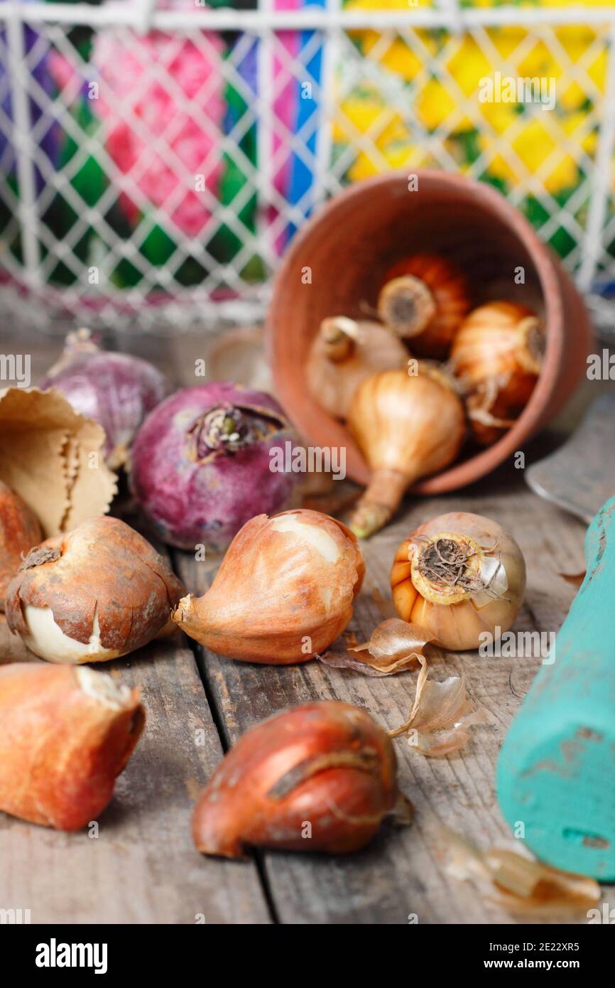 Bulbes d'automne. Bulbes à floraison printanière sur banc de rempotage, y compris les bulbes de jacinthe, de tulipe et de narcisse en automne. ROYAUME-UNI Banque D'Images