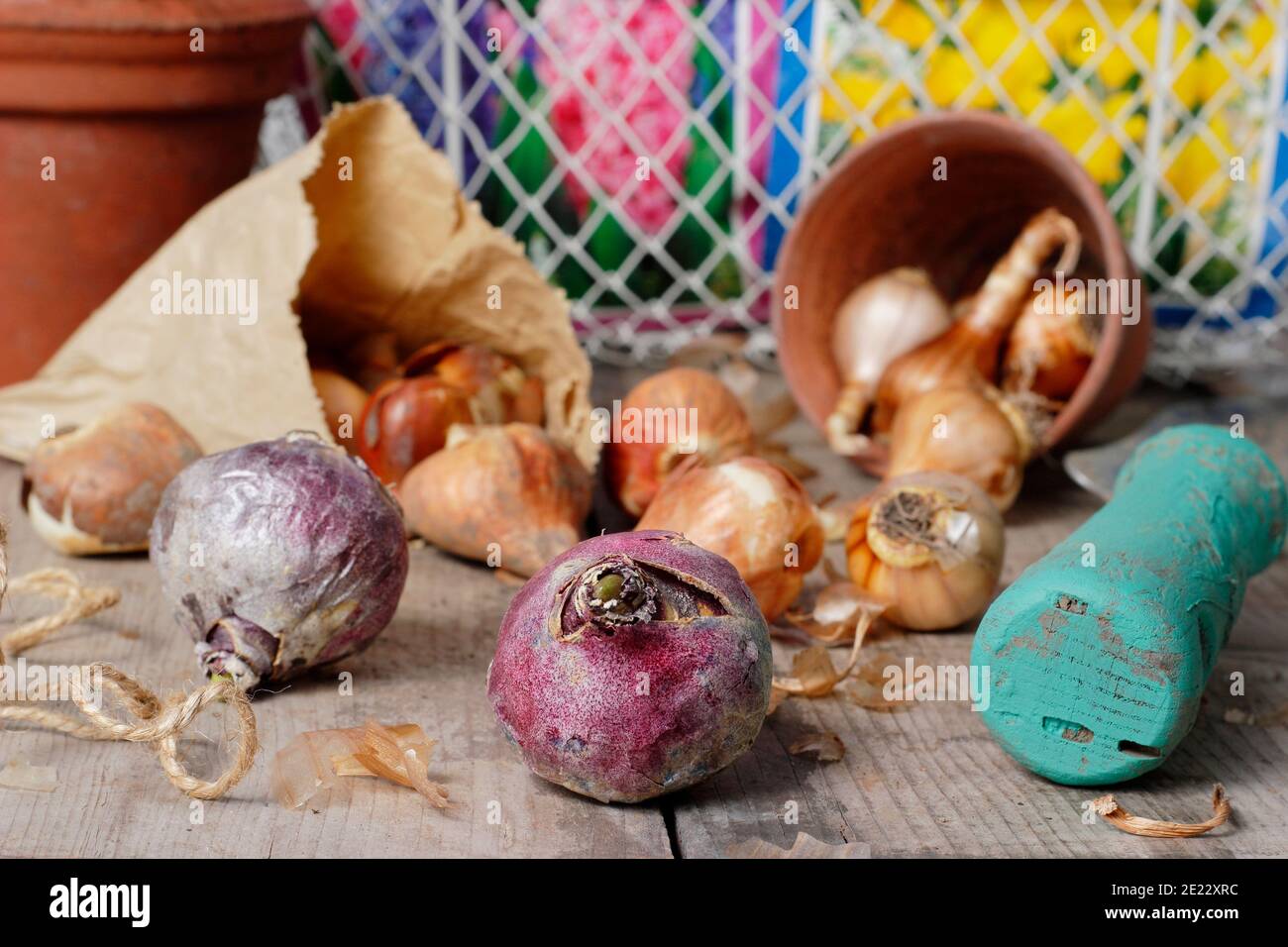 Bulbes d'automne. Bulbes à floraison printanière sur banc de rempotage, y compris les bulbes de jacinthe, de tulipe et de narcisse en automne. ROYAUME-UNI Banque D'Images
